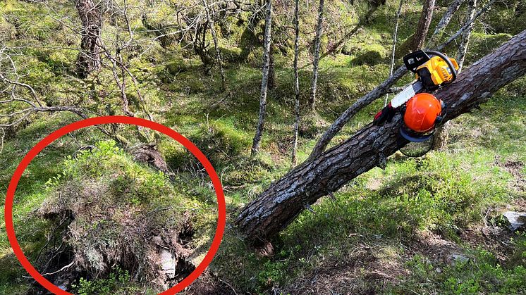 Roten kan være en dødsfelle_Foto Gjensidige..