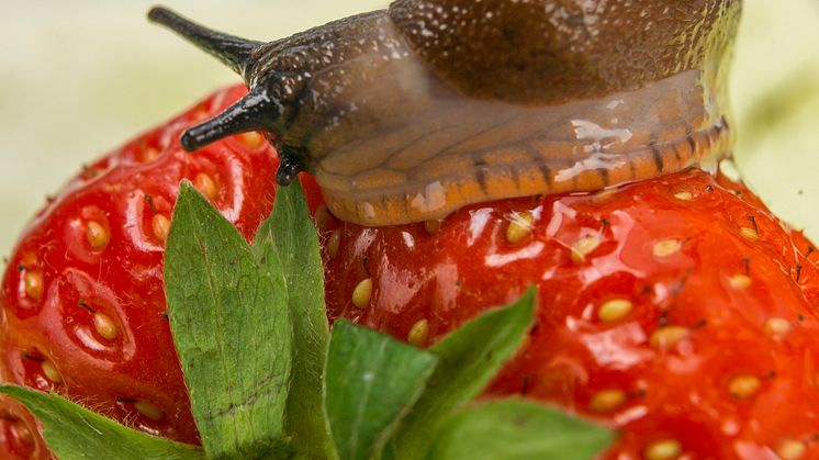 Slug_Arion_strawberry_Neudorff.jpg