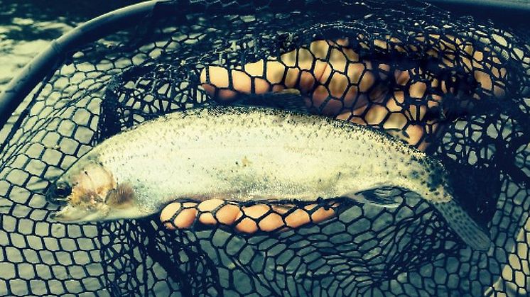 Pressmeddelande: Fiskepremiär i Ronnebyån lördagen den 19 mars