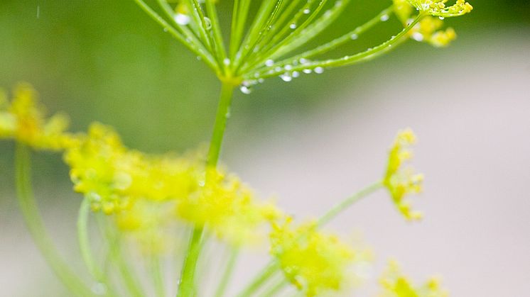 Dill