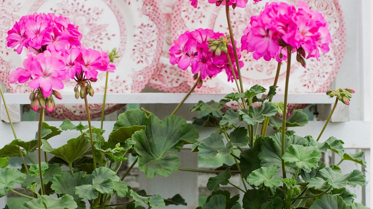 Pelargonium ´Knapa-Trädet´