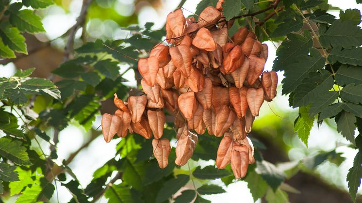 Ett av årets två julträd som planteras till göteborgarna är Koelreuteria paniculata (Kinesträd) som efter blomningen får blåslika fruktkapslar. Foto: Mostphotos