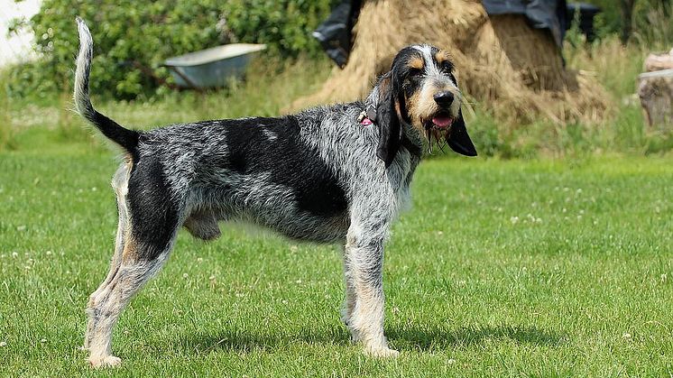 Griffon bleu de gascogne