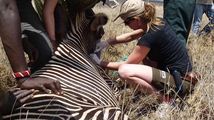 Louise Guevara tar herpesprover på grevyzebror vid besöket i Kenya 2014.