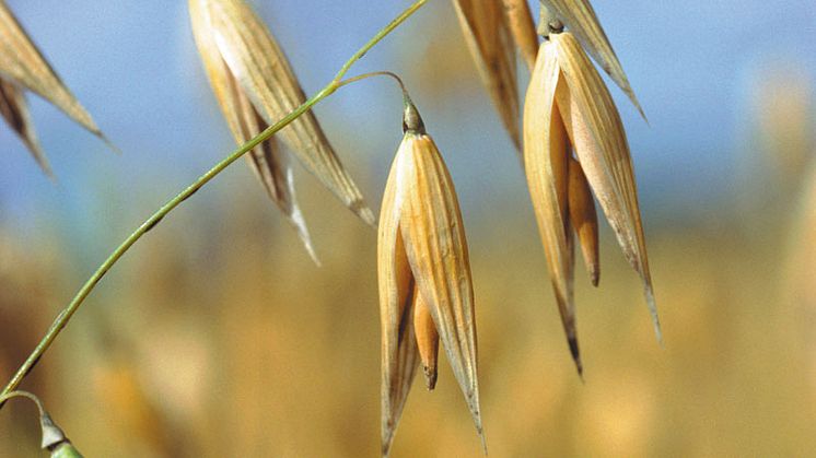 Vad äter vi 2063? Insekter? Odlat kött? Bruna bönor? – Jubileumskonferens 11 juni