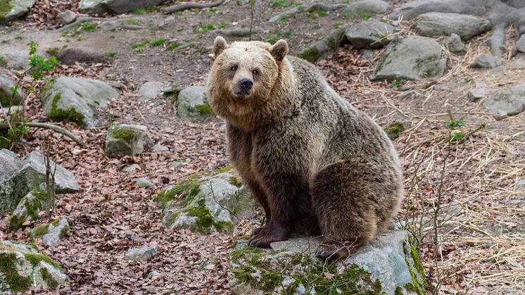 En lång höst och utebliven vinterkyla leder till att en av björnarna i Skånes Djurpark fortfarande är vaken.