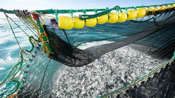 Photo: Norwegian Seafood Council