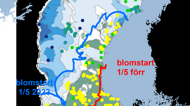 sälg2023snö