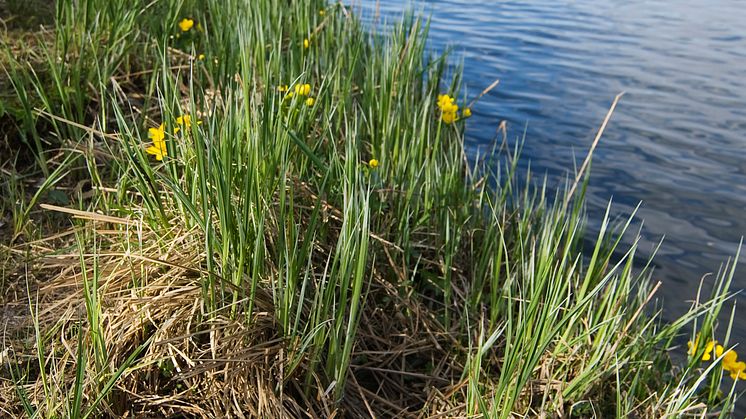 Göta älv Foto Peter Svensson.jpg