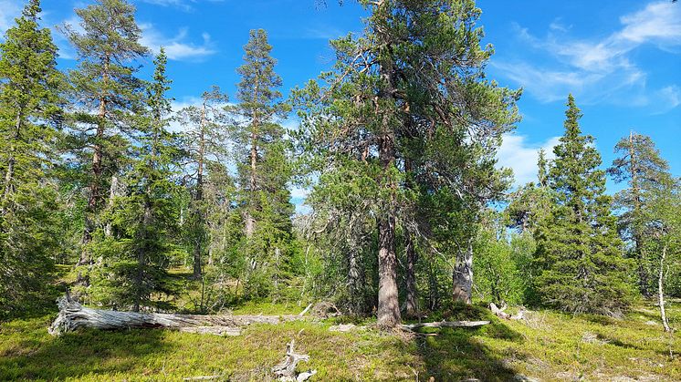 Naturskog. Foto: Christer Johansson