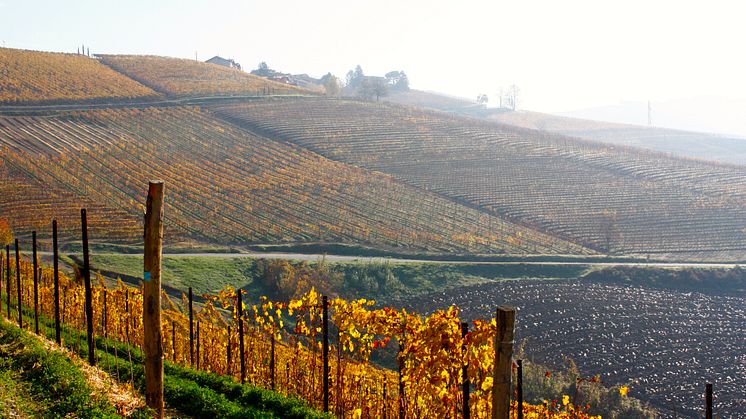 Gaja Barbaresco