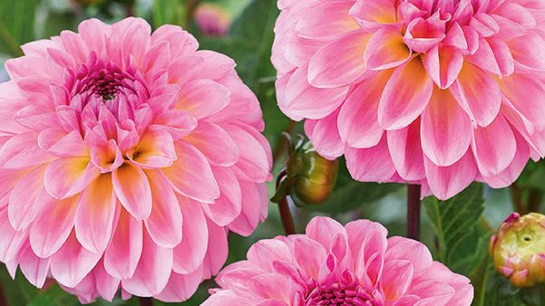 Bolldahlia 'Ilse' Blomsterlandet 2023
