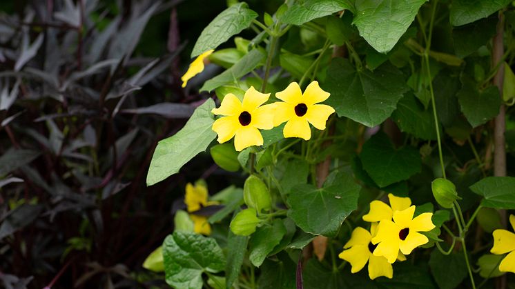 2Årets Sommarblomma 2023 Thunbergia alata Svartöga foto annikasnaturligating
