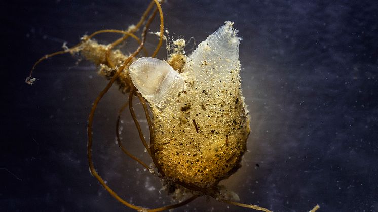 Sekkedyret Molgula (Foto: Fredrik Broms)