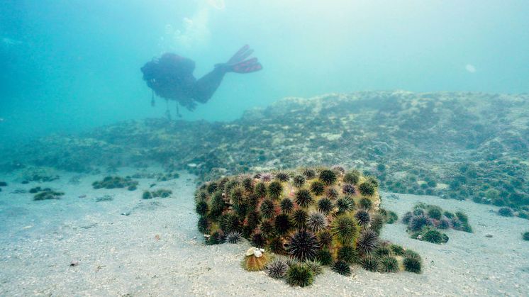 sea urchins