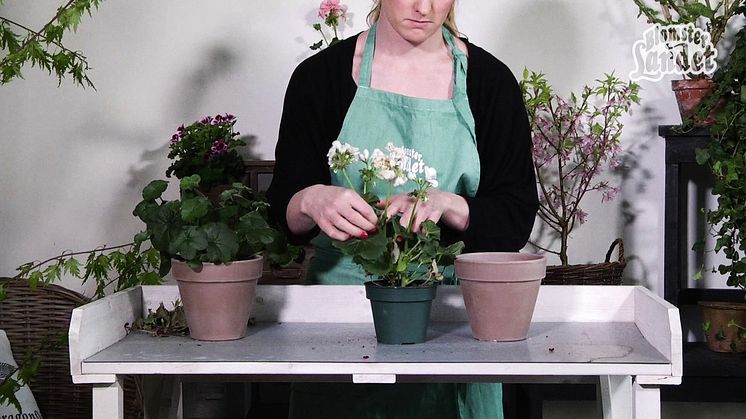 Plocka pelargoner - så här gör du