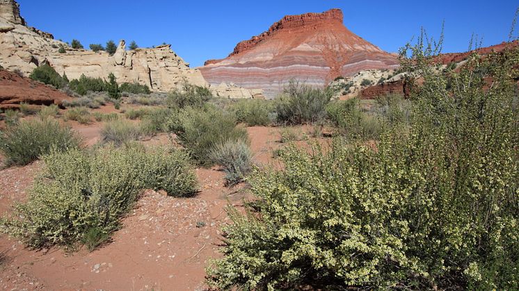 Respiration från torra ekosystem är mindre känslig för temperatur. Foto: Stefano Manzoni (Utah, USA)