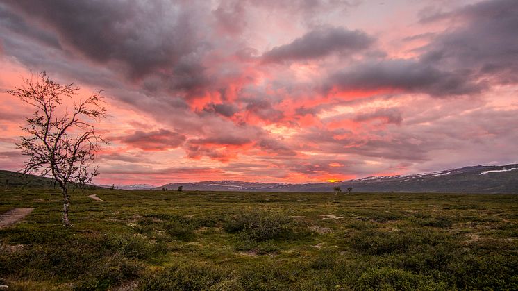 En ensam nästan kaläten fjällbjörk i solnedgången över Kisuris. Frostfjärilens eller fjällbjörkmätarens larver har frossat på grenverket. Foto: Magnus Redegard