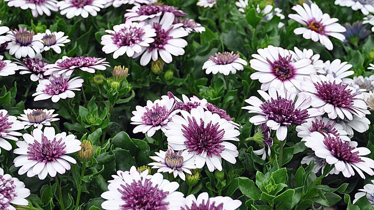 Dubbelblommande Stjärnöga