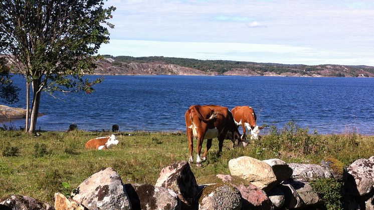 Björshuvudets naturreservat