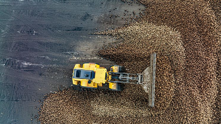 Volvo L220H föser betor på Örtofta sockerbruk