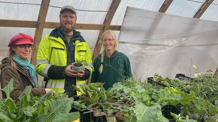 Econova inleder samarbete med Skogsträdgårdens växter.