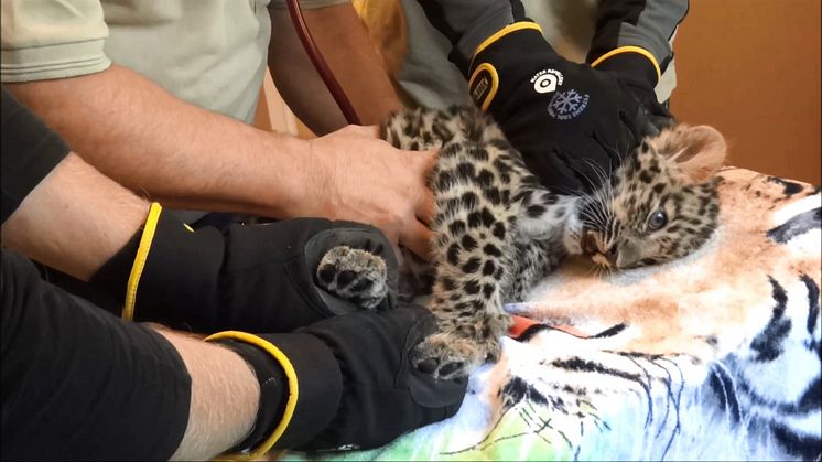 Amurleoparden Olga tittar fram för första gången