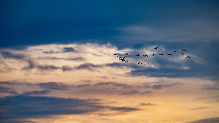 Die "Vögel des Glücks", die Kraniche, sind wieder unterwegs in Brandenburg. Foto: TMB-Fotoarchiv/Steffen Lehmann. 