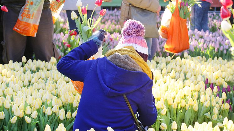 THEME_TULIP-FESTIVAL-AMSTERDAM_GettyImages-1481319509_Universal_Within usage period_100697