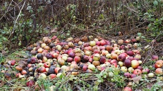 Lämna dålig fallfrukt till återvinningscentralen så blir den biogas och biogödsel.