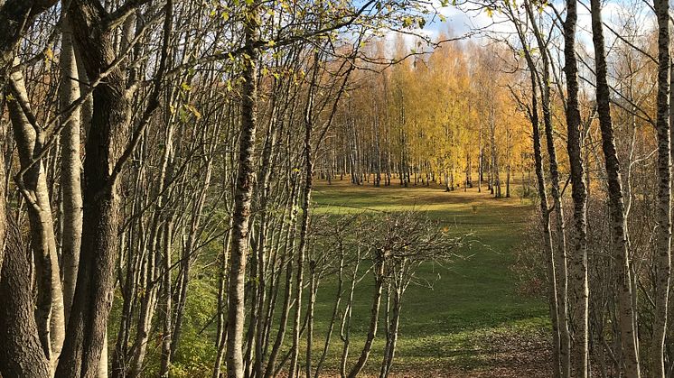 Höst i Järva DiscGolfPark
