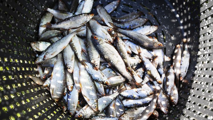Tillfällig avrådan från att äta fisk från Svartbyträsket och Lillavan