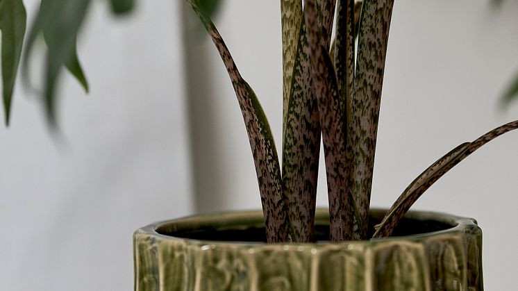 Alocasia Brancifolia Pink Passion stam