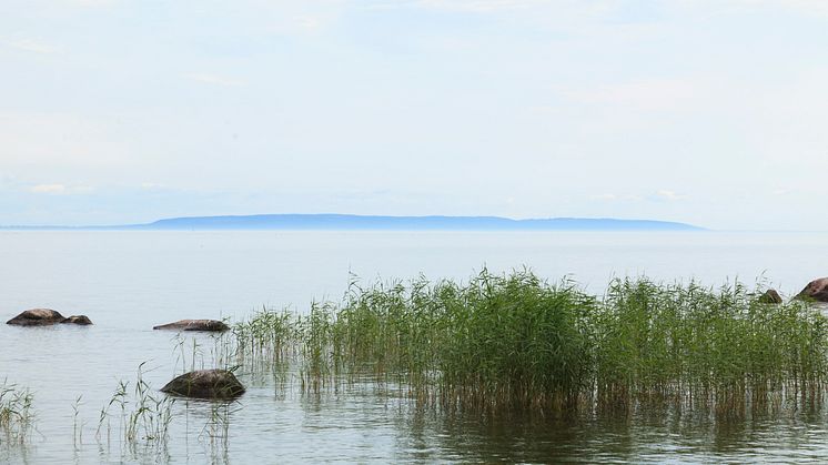 Foto: Jonas Forsberg/Naturfotograferna/IBL Bildbyrå