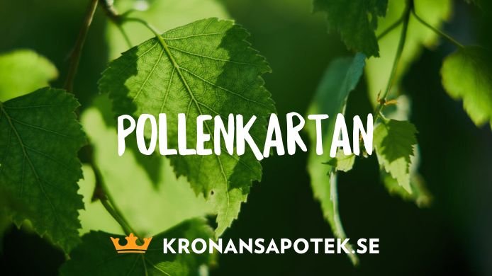 Björkpollen på antågande – så lindrar du pollenplågan. 