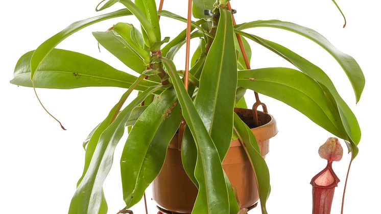 Kannranka Nepenthes 