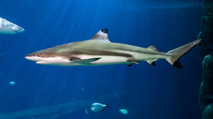 Blacktip