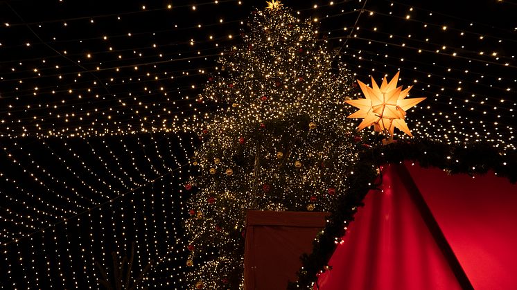 5. Weihnachtsbaum in Köln