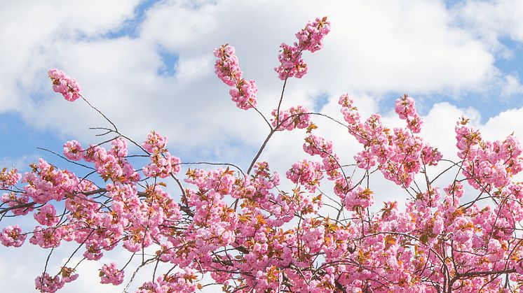 IDEMITSU PETROLEUM NORGE OG MUNCHMUSEET FORTSETTER DET VERDIFULLE SAMARBEIDET, OG TAR MED SEG HANAMI TIL BJØRVIKA