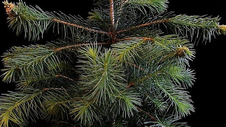 Ny gran sätter kottar som ung planta