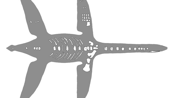 Reconstruction of Arminisaurus schuberti showing preserved bones.  Joschua Knüppe