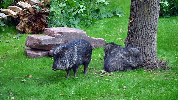 Zoo Leipzig - Pekaris