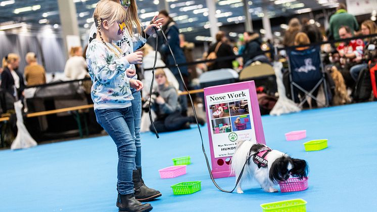 MyDOG 2019 - Nose Work
