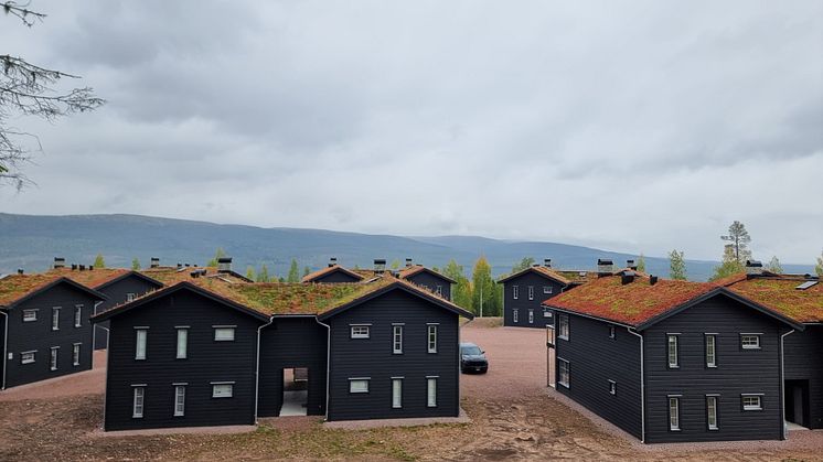 Stöten_Sedumtak_4