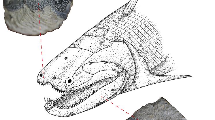 Rekonstruktion av Devonfisken Psarolepis