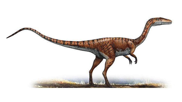 Coelophysis-Images (1)
