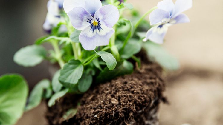 ”Från planta till skörd”- Blomsterlandet till Nordiska trädgårdar