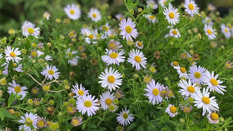 Kalimeris incisa ’Madiva’, fjäderaster passar i allt från finrabatten till naturlika planteringar och i stora sjok. Blommornas milda ton går väl ihop med nästan alla andra blomfärger. Förutom i planteringar är ’Madiva’ fin i buketter.