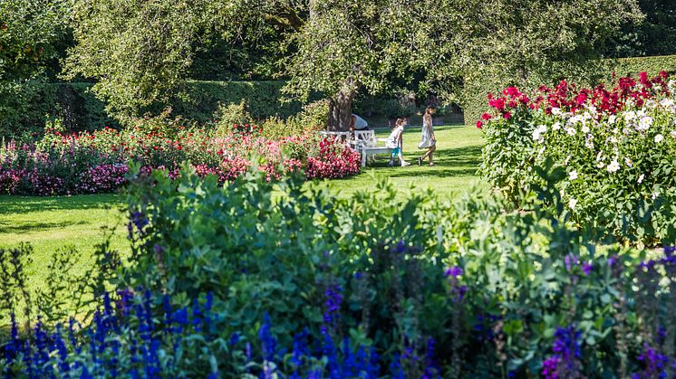 Dahlior och sommarblommor