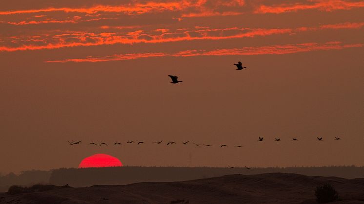 Kraniche beim Abendeinflug in Sielmanns Naturlandschaft Wanninchen. Foto: Ralf Donat.  